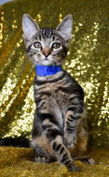 Ralph -  Domestic Short Hair Cat for Adoption in Yakima, Washington - Ralph | PetCurious