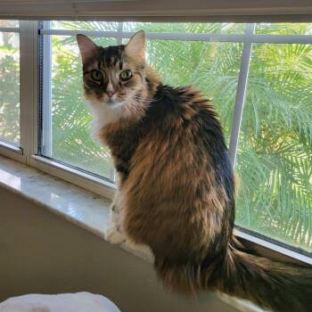 Rescue Domestic Long Hair Cats for Adoption in Leesburg, Florida - Lula Belle | PetCurious