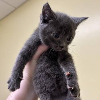 Tiger (Bonded w/ Tatiana) -  Domestic Short Hair Cat for Adoption in Wilmington, Delaware - Tiger (Bonded W/ Tatiana) | PetCurious