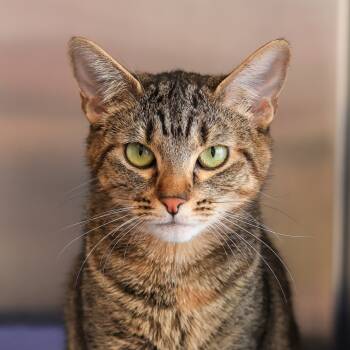 Rescue Domestic Short Hair Cats for Adoption in Los Angeles, California - Lacey | PetCurious
