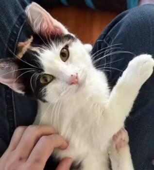 Rescue Domestic Short Hair Cats for Adoption in Albuquerque, New Mexico - Daphne | PetCurious