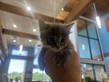 FLOOF -  Domestic Short Hair Cat for Adoption in Rowlett, Texas - FLOOF | PetCurious