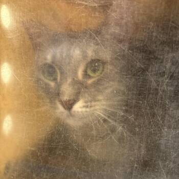 Domestic Short Hair Cats Available for Adoption - Ash | PetCurious