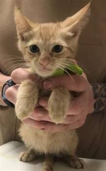 A429856 -  Domestic Short Hair Cat for Adoption in Conroe, Texas - A429856 | PetCurious