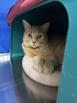 Manny -  Domestic Short Hair Cat for Adoption in Sherwood, Oregon - Manny | PetCurious