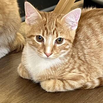 Rescue Domestic Short Hair Cats for Adoption in Decatur, Illinois - Tango | PetCurious