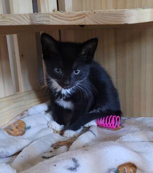 Slush -  Domestic Short Hair Cat for Adoption in Lenoir City, Tennessee - Slush | PetCurious