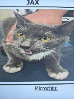 Domestic Short Hair Cats Available for Adoption in Zimmerman, Minnesota - Jax | PetCurious