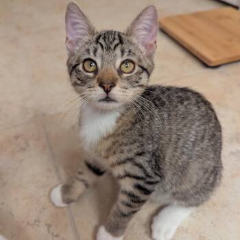 Millie -  Domestic Short Hair Cat for Adoption in Jacksonville, Florida - Millie | PetCurious