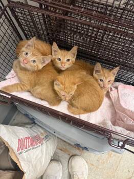 26-1179C -  Domestic Short Hair Cat for Adoption in Sorrento, Louisiana - 26-1179C | PetCurious