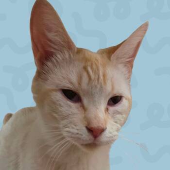 Siamese Cats Available for Adoption in Reno, Nevada - Coconut | PetCurious