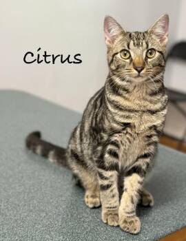 Citrus -  Domestic Short Hair Cat for Adoption in Pawleys Island, South Carolina - Citrus | PetCurious