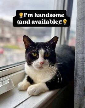 Rescue Domestic Short Hair Cats for Adoption in Ottawa, Ontario - Graham | PetCurious