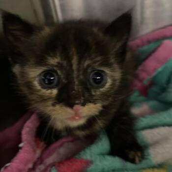 Lizzie -  Domestic Short Hair Cat for Adoption in Blairsville, Georgia - Lizzie | PetCurious