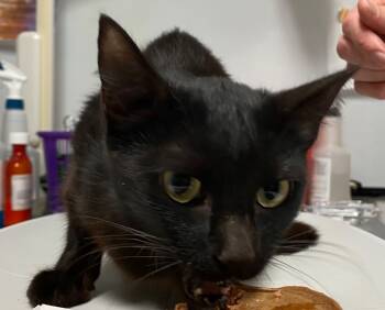 Rescue Domestic Short Hair Cats for Adoption in Trenton, New Jersey - Charlotte | PetCurious