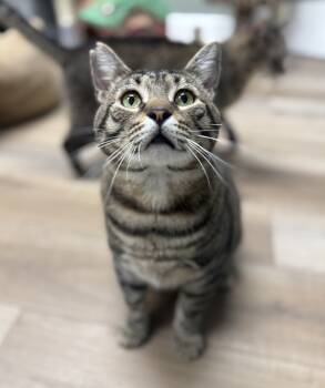 Rescue Domestic Short Hair Cats for Adoption in Mount Laurel Township, New Jersey - Lennox Avery | PetCurious