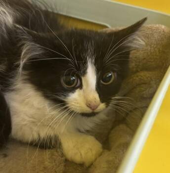 Bartholemew -  Domestic Short Hair Cat for Adoption in Golden, Colorado - Bartholemew | PetCurious