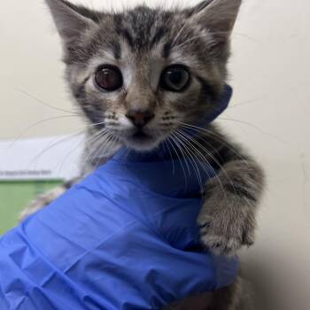 Domestic Short Hair Cats Available for Adoption in Pasadena, California - Lala | PetCurious