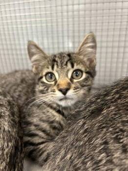 04941B Marshall -  Domestic Short Hair Cat Available for Adoption in North Charleston, South Carolina - 04941B Marshall | PetCurious