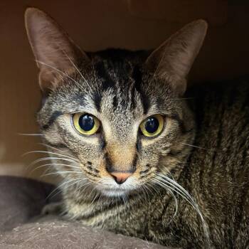 Dumpling -  Domestic Short Hair Cat for Adoption in West Olive, Michigan - Dumpling | PetCurious