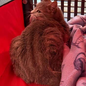 Domestic Short Hair Cats Available for Adoption in Greensboro, North Carolina - Cloud | PetCurious
