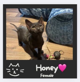 Rescue Domestic Short Hair Cats for Adoption in Darien, Georgia - Honey | PetCurious