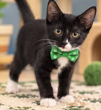 SPOOKY -  Domestic Short Hair Cat for Adoption in Margate, Florida - SPOOKY | PetCurious