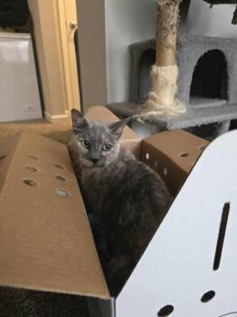 Rescue Domestic Short Hair Cats for Adoption in Holbrook, New York - CHARLEY BONDED W/ TIGER | PetCurious