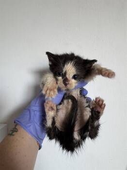 Rescue Domestic Short Hair Cats for Adoption in Doral, Florida - STACY | PetCurious