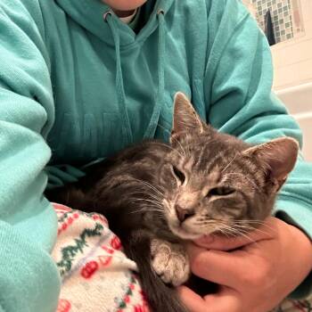 Domestic Short Hair Cats Available for Adoption - Shadow | PetCurious