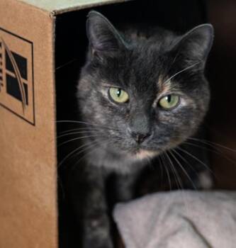 Domestic Short Hair Cats Available for Adoption in Boston, Massachusetts - PRETTY GIRL | PetCurious