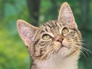 Rescue Tabby and Domestic Short Hair Cats for Adoption in Republic, Washington - Fajita | PetCurious