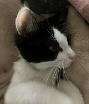 Fraser -  Domestic Short Hair Cat for Adoption in Alafaya, Florida - Fraser | PetCurious