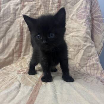 Domestic Short Hair Cats Available for Adoption in North Charleston, South Carolina - Phantom | PetCurious