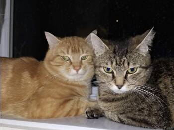 Brandy & Opie -  American Shorthair Cat for Adoption in Montreal, Quebec - Brandy & Opie | PetCurious