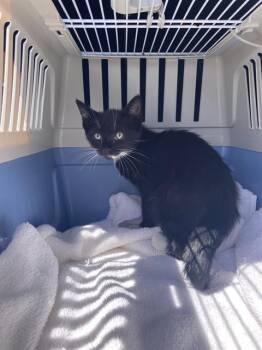 Domestic Short Hair Cats Available for Adoption in Long Beach, California - NANCY | PetCurious