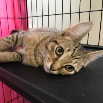 Oliver -  Domestic Medium Hair Cat for Adoption in Harrisonburg, Virginia - Oliver | PetCurious