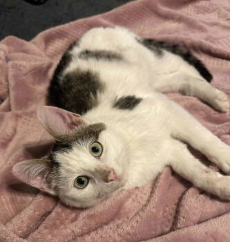 Rescue Domestic Short Hair Cats for Adoption in Minneapolis, Minnesota - Smitty | PetCurious