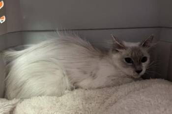 61316589 -  Domestic Medium Hair Cat for Adoption in El Paso, Texas - 61316589 | PetCurious