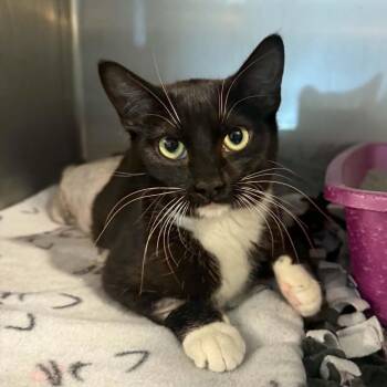 Tuxedo and Domestic Short Hair Cats Available for Adoption in Antioch, California - Lollipop | PetCurious