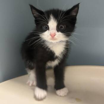 Dime -  Domestic Short Hair Cat for Adoption in Chattanooga, Tennessee - Dime | PetCurious