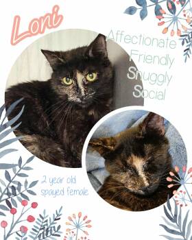 Rescue Dilute Calico Cats for Adoption in Brigham City, Utah - Loni | PetCurious