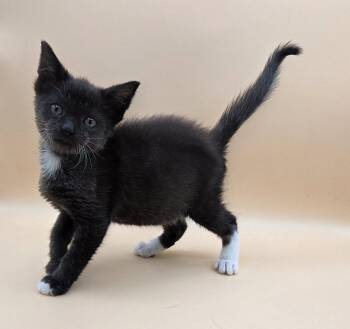 Beans -  Domestic Short Hair and Tuxedo Cat for Adoption in Magnolia Springs, Alabama - Beans | PetCurious