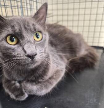 ATHENA -  Domestic Medium Hair Cat for Adoption in Fort Myers, Florida - ATHENA | PetCurious