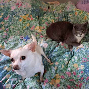 Flower (Bonded to Tulip) -  Domestic Short Hair Cat for Adoption in Richmond, Kentucky - Flower (Bonded To Tulip) | PetCurious