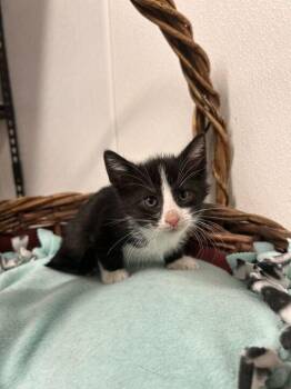 Edith -  Domestic Short Hair Cat for Adoption in Minot, North Dakota - Edith | PetCurious