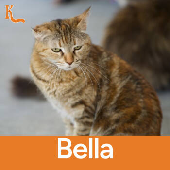 Rescue Domestic Short Hair Cats for Adoption in Desert Hot Springs, California - Bella | PetCurious