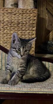 Mundae -  Domestic Medium Hair Cat Available for Adoption in Milton, Georgia - Mundae | PetCurious