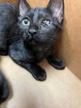 OZZY -  Domestic Short Hair Cat for Adoption in Jacksonville, Florida - OZZY | PetCurious