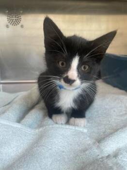 Ferb -  Domestic Short Hair Cat for Adoption in Westland, Michigan - Ferb | PetCurious
